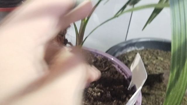 Как зимует пальма Трахикарпус без укрытия