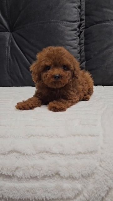 Щенок той-пудель Рик, возраст 2 месяца