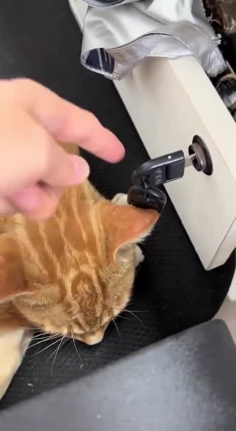 #веселье2025 #catwhisperer #юмор #студенческийюмор #юмор2025 #ржачныевидео #мимими #смешныефото