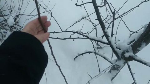 Заготовка черенков для зимней и весенней прививки.