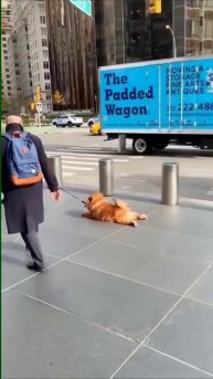 #приколы #юмор #прикол #смешно #собаки #собака #щенок #щенки #топ #топчик #роликдня #видеодня #лучше