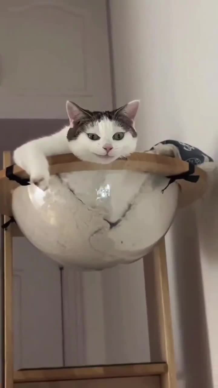#вирусныешоу #whiskers #веселаяжизнь #котодевочка #kitty #видеоразвлечения #catoftheday #ржачныев...