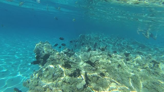 2025-11-17_095219 Рыбки много хирургов и Спинорог черноплавниковый