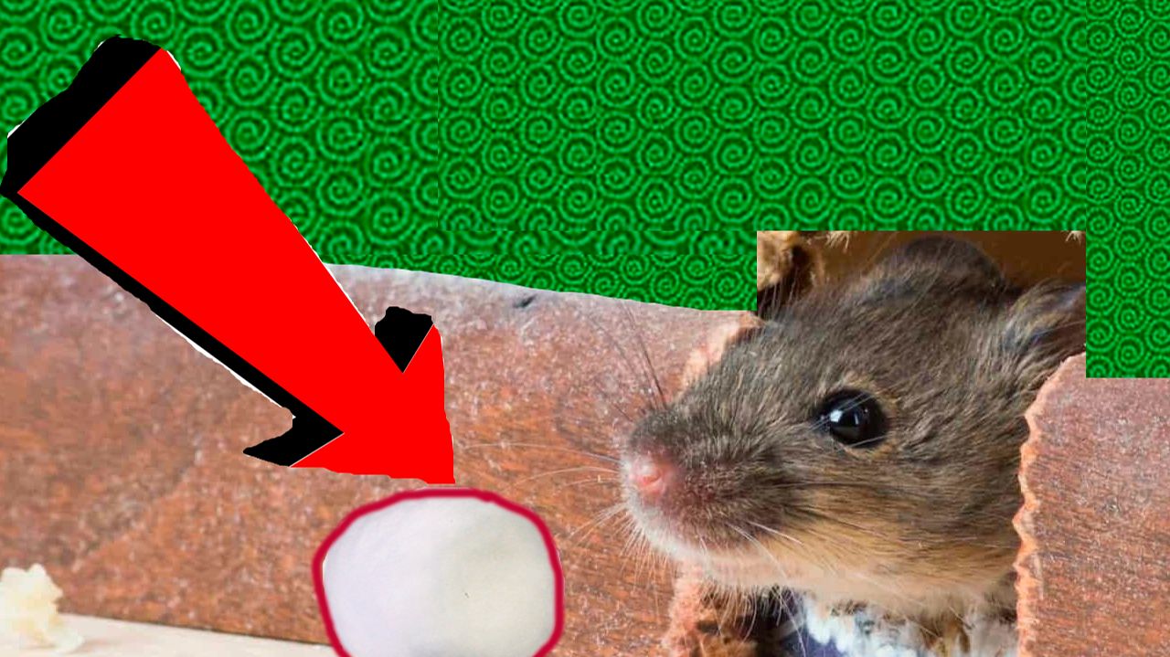 Как избавиться от мышей и крыс навсегда За 1 минуту..!!..