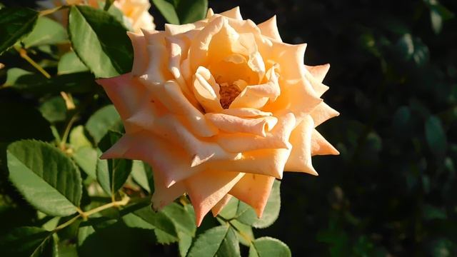 ВИДЕО ПВН ББ (915)