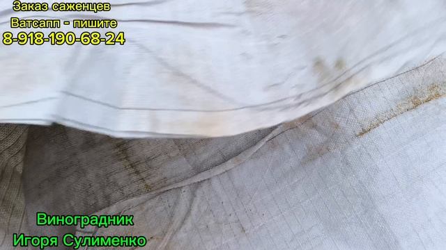 Наша сухая укрывка винограда на зиму!