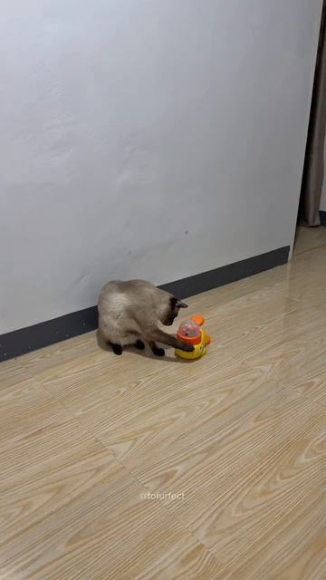 Когда хозяин туповат!