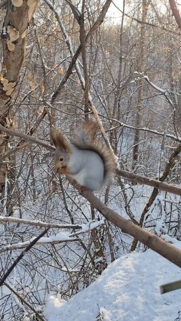 Белочка орешек нашла)) 🥰