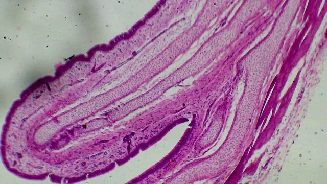 Гиалиновый Хрящ под микроскопом