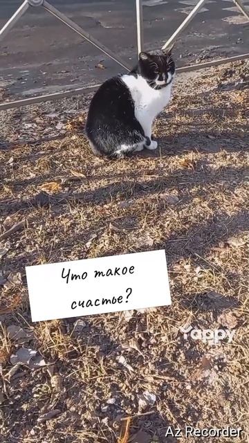 #котики #кошка #киса #домашниеживотные #кошки #пес #собакадругчеловека #собака #собаки #щенок #мимим