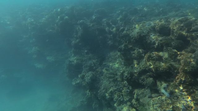 2025-11-18_145454 Рыбки Хирург Спинорог Попугай Аротрон