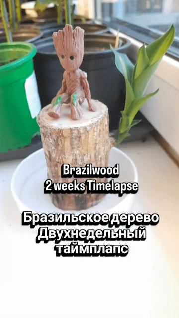Бразильское дерево Двухнедельный #таймплапс #грут #groot #iamgroot #яестьгрут #марвел #marvel