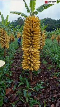 В Китае отличный урожай бананов! #китай #бананы #красота