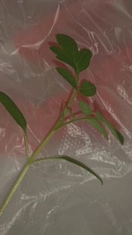 Пересадка томатов из семян: быстрые всходы и крепкая рассада 🌱🍅