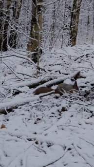 жизнь белок в парке