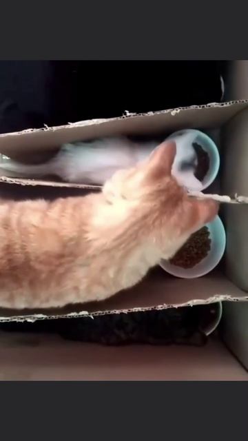 #юмор #прикол #приколы #угар #угарноевидео #смех #смешно #смешноевидео #улыбака #ржака #ржач #кот #к