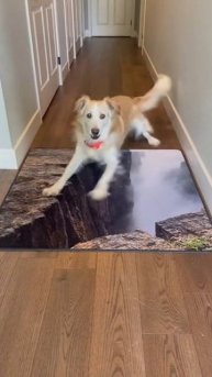 Реалистичность 😂🐕