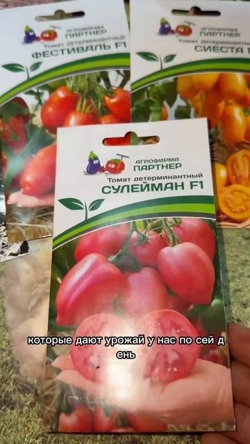 Посев томатов для позднего урожая: как получить крепкую рассаду до зимы 🍅🌱