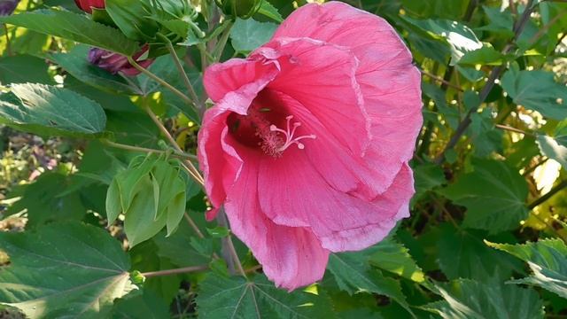 ВИДЕО  ПВН  ББ   (912)