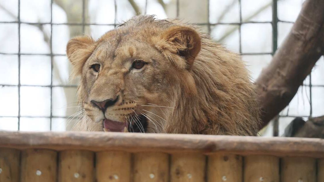 Считавшийся погибшим при атаке ВСУ в Запорожской области лев выжил