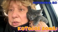 КотоБоб дома! Ноябрь-декабрь 2025