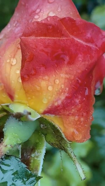 Сегодня должна была быть съёмка в парке …