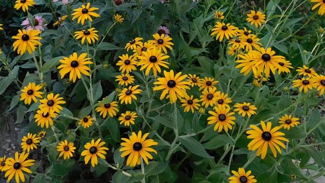 ВИДЕО ПВН ББ (911)