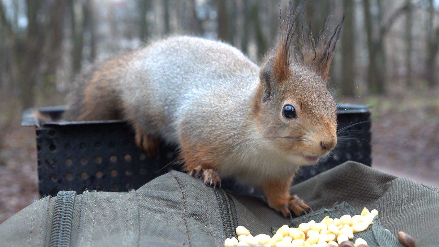Голодные белки. Зарисовка