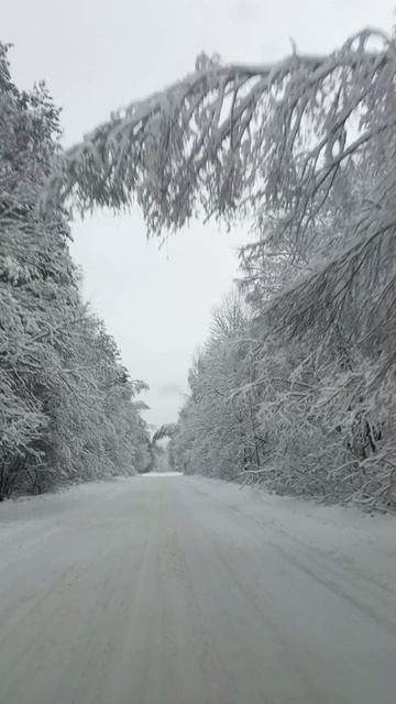 Зима близко, заснеженная дорога. #природа #зима #дорога #лес