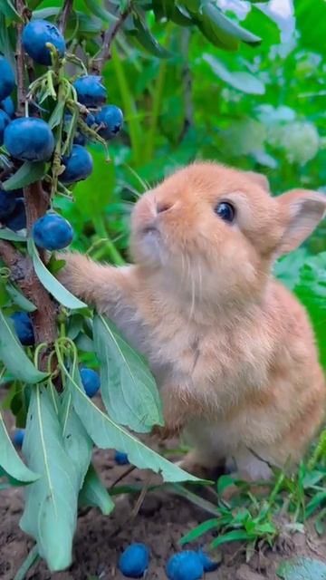 просто милое видео что бы вы не обижались что нет актива)🤗||#зайчик #голубика
