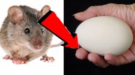 Как избавиться от мышей и крыс навсегда За 1 минуту.