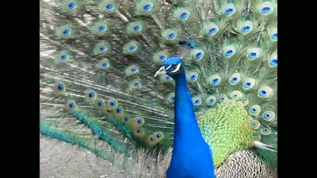 Испанский вариант ухаживания