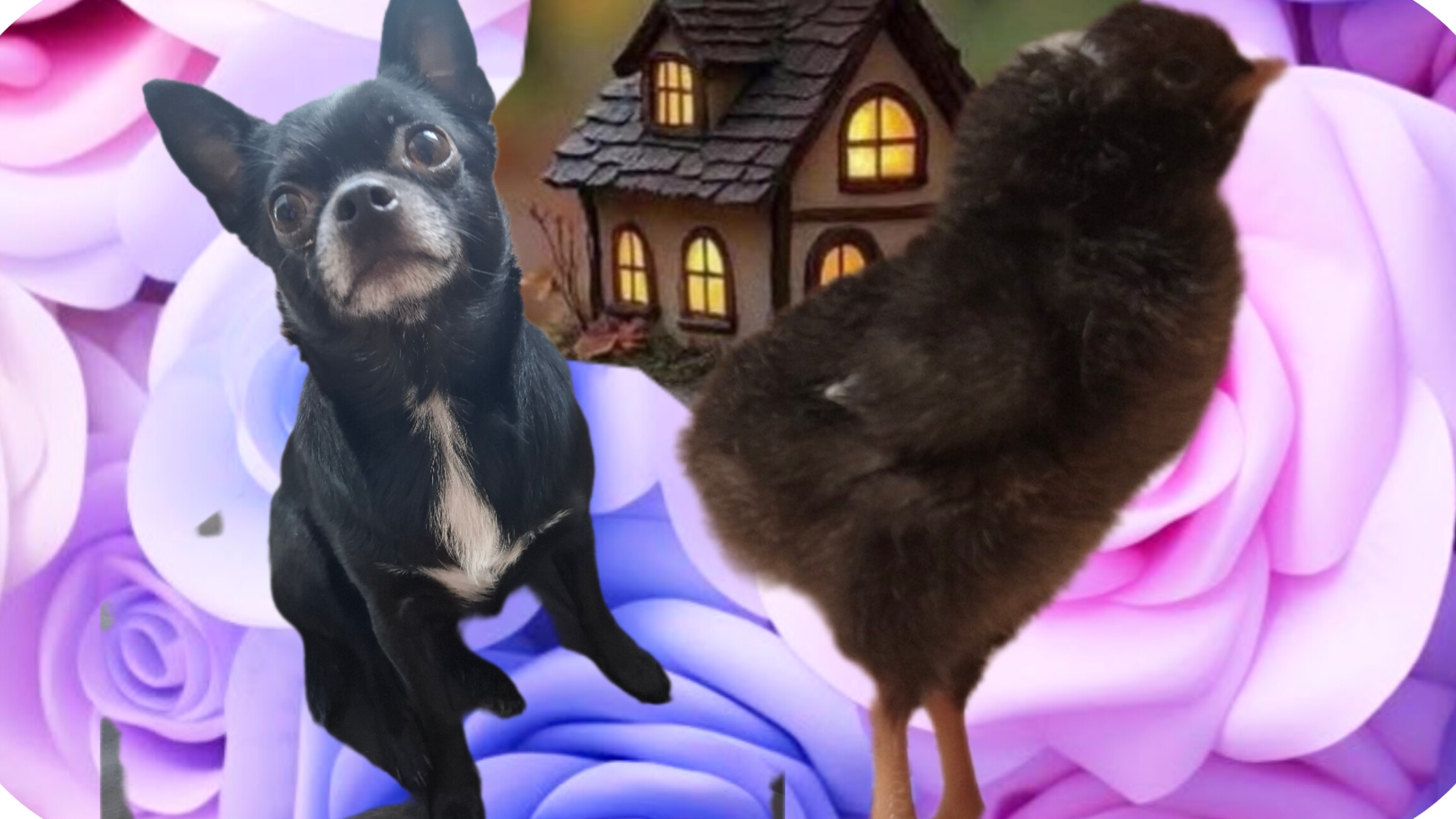 1 влог.Цыплята ого.Знакомство.