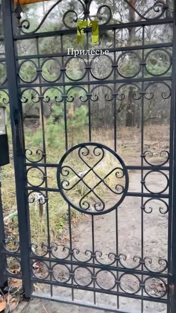 Пойдём в лес! #Осень #Ноябрь #жкПрилесье #ПрилесьеТольятти