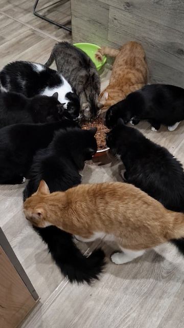 СРОЧНО НУЖНЫ КОРМА ПОМОГИТЕ ПОЖАЛУЙСТА ХВОСТИКАМ 🐈🙏🆘🆘🆘🆘🆘🆘