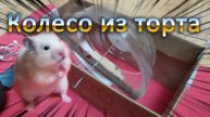 Колесо для хомяка своими руками
