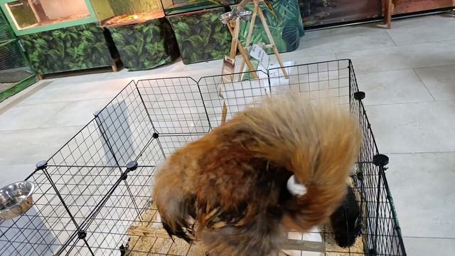 Звероград в "галактике"