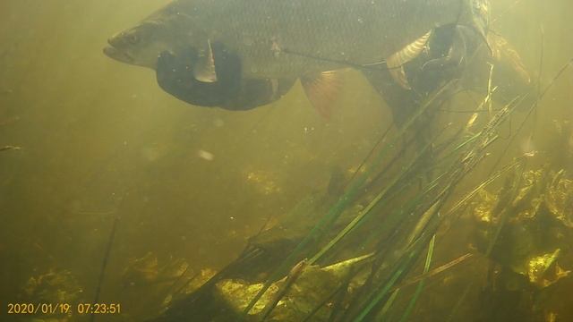 Подстреленный жерех под водой, сажаю на кукан.