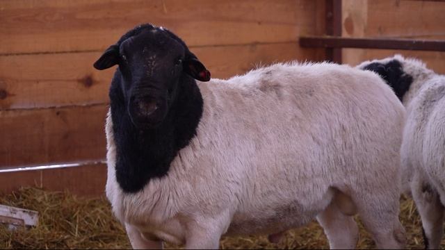 "Живая деревня" (13.12.25)