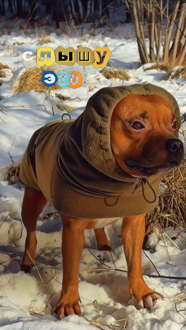 А что чаще всего вы слышите на прогулках?🐶