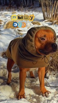 А что чаще всего вы слышите на прогулках?🐶