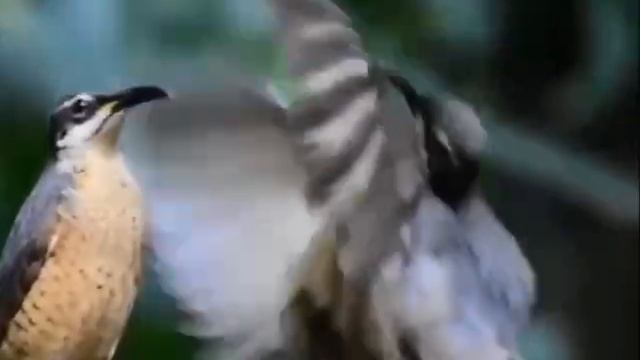 Этому молодому самцу щитоносной райской птицы не удалось произвести впечатление . ✨💫⚜️🌟✴️☀️☺️😉