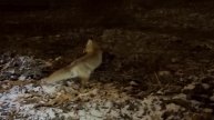 Вечером на Кунцевской жители встретили лису 🦊