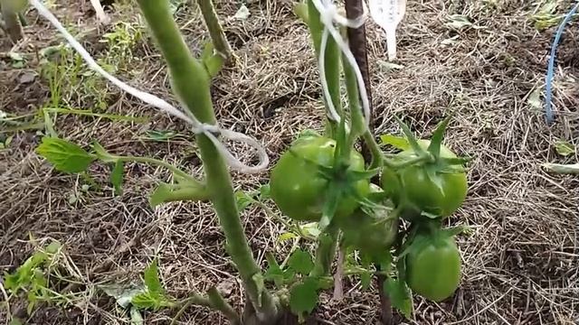 Томаты для открытого грунта. Наиболее устойчивые к похолоданиям сорта. г. Киров т. 89229284031