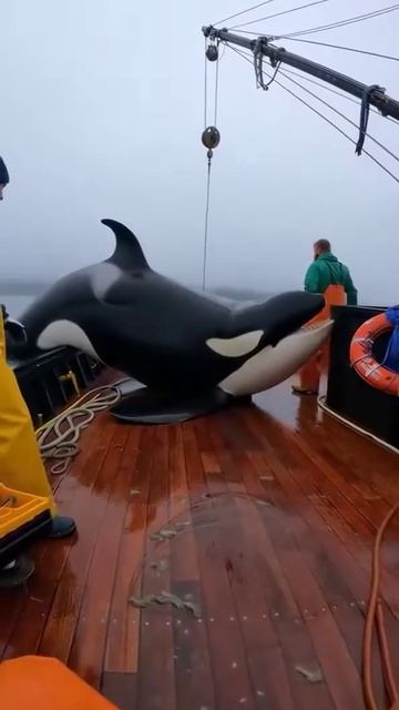 Сама поймалась!