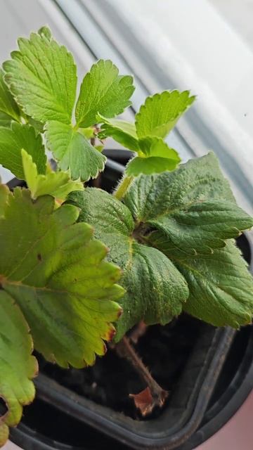 Тревожный сигнал: почему клубника „плачет“ тёмными краями листьев?»