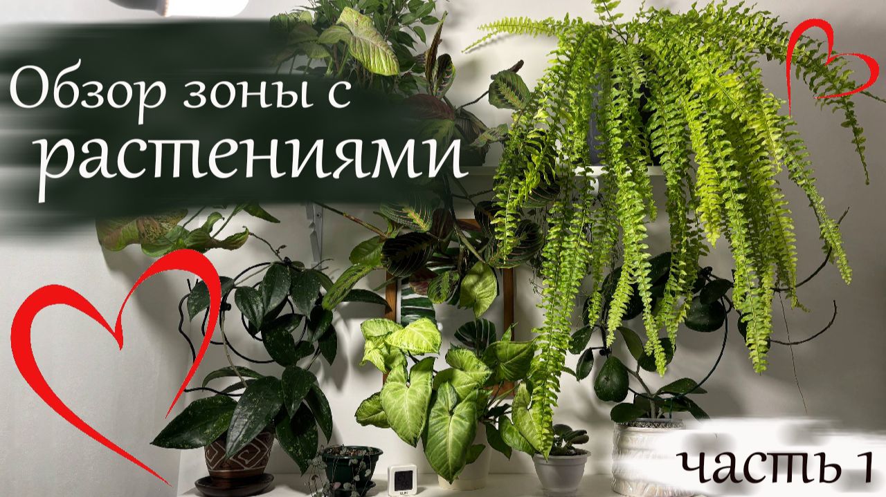 Обзор растений, часть 1