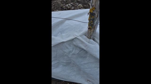 Проверка укрытия ежевики после урагана. Пригород Воронежа