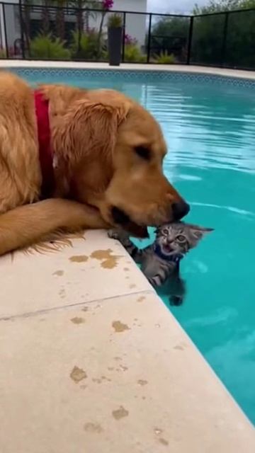 Помощь рядом 🐕