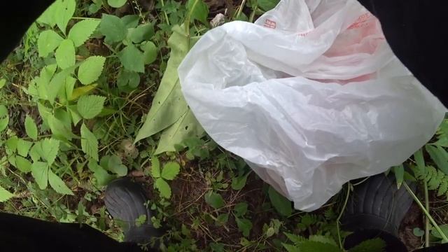 Пошли за грибами в лес красноголовиков